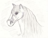 White stallion